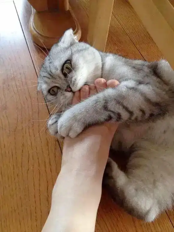 猫咪总是闻主人的"脚丫子",难道它们不嫌臭吗?