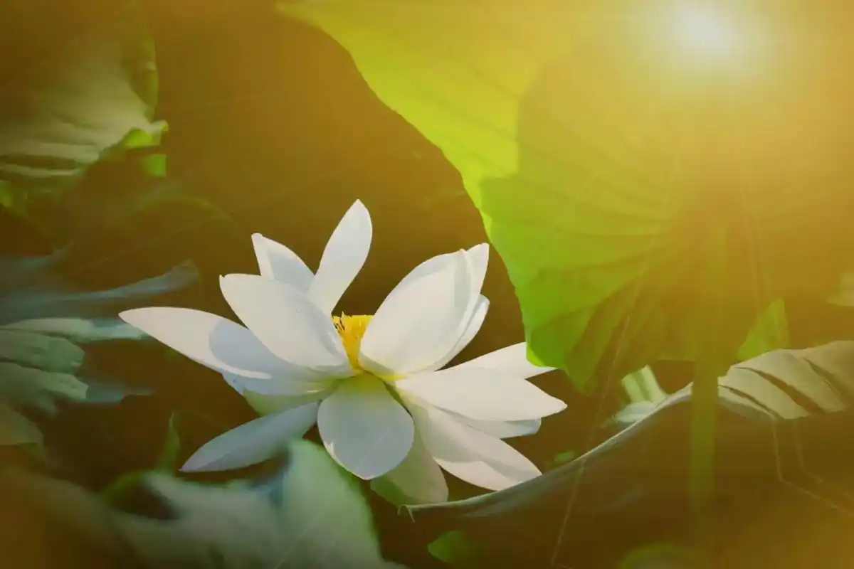 你是我最美的邂逅.龙江辉#图片荷花随拍#总有一些眷恋,一往情 - 抖音