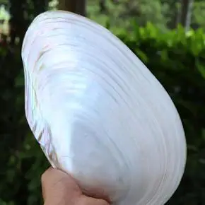 天然大珍珠蚌壳超大贝壳拍摄道具鱼缸水族造景摆件果盘餐盘