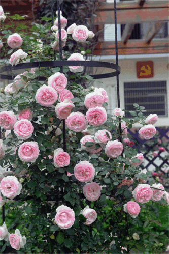 叶子的玫瑰园图片由园主提供,其他图片:芈笙/摄转载请注明转自松阳