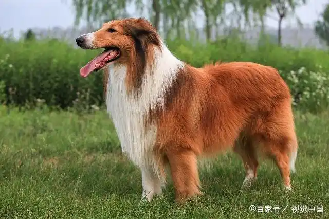 宠物小知识:大型犬种类繁多,先来了解一下这几种看你喜不喜欢