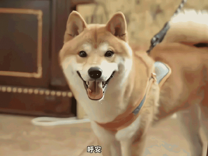 张真源 你最重要