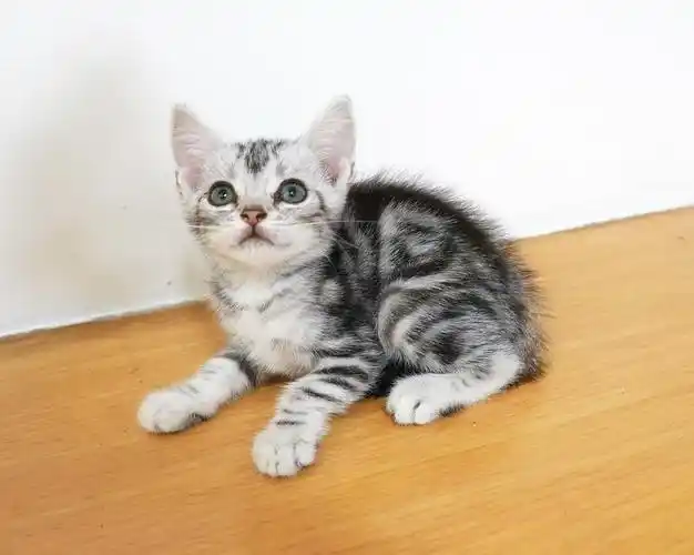 广州番禺,自家英短美短1000起找新家.