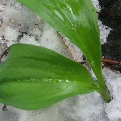 寒葱有什么作用价格多少钱一斤