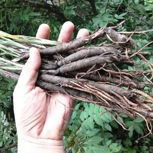 中药材野生仙茅500g 贵州草药新鲜独脚仙茅独茅地棕先毛纯根发货