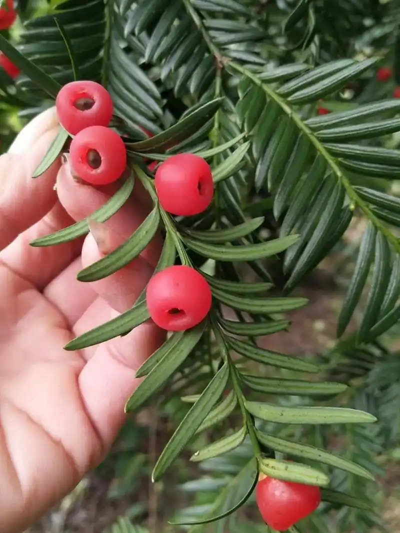 晶莹剔透红豆杉果