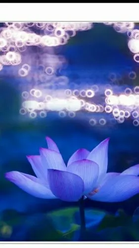 《恋荷》荷花是圣洁的,更是佛教神圣净洁的代表.