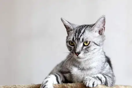 短毛猫有哪些品种,普通短毛猫多少钱一只_性格_主人_环境