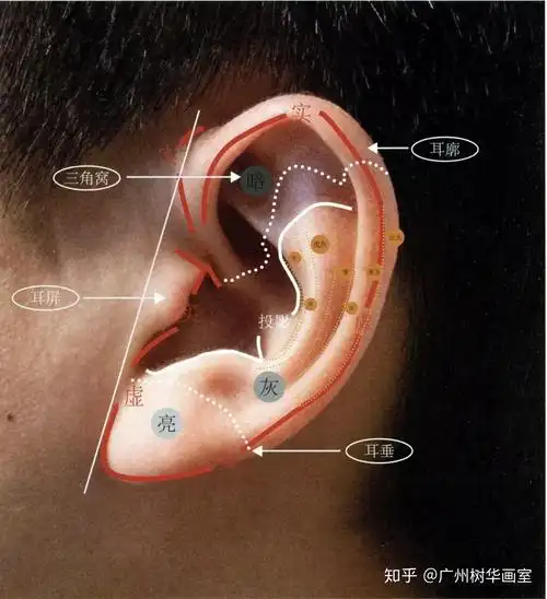 形状耳朵的形状是不规则的壳状,轮廓呈c形,上宽下窄,中央是一个凹形碗