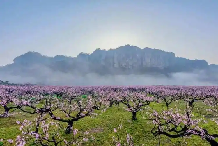 3月18日-19日 9:00-17:00活动地点:天台街头镇后岸村活动福利:桃花林