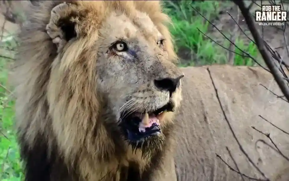 坏男孩联盟狮王之王老三(漂亮男孩),为帮助大哥脱身以一敌三. - 抖音