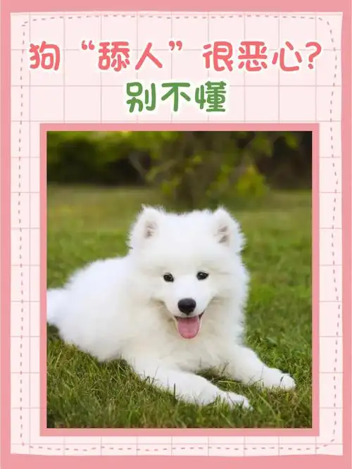 04狗舔人很恶心74别不懂