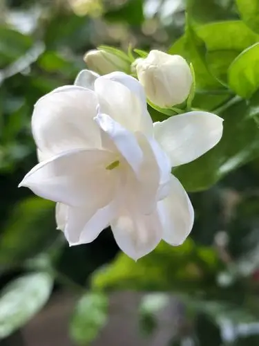 茉莉花第三次开花了