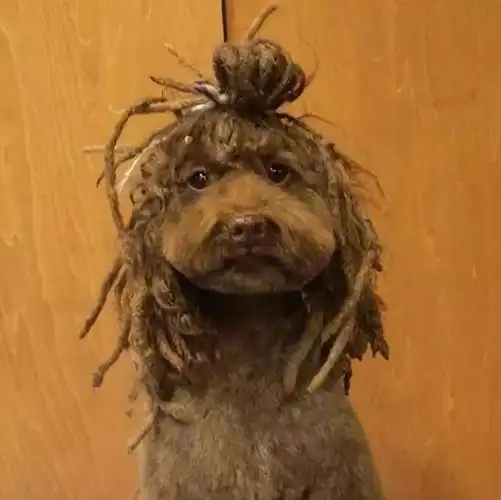 泰迪百变造型总有一款你喜欢