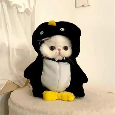 又萌又很可爱哦,优质的萌宠头像喜欢猫咪的小伙伴换上吧