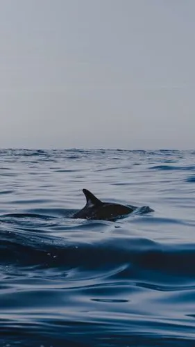风景手机壁纸大图