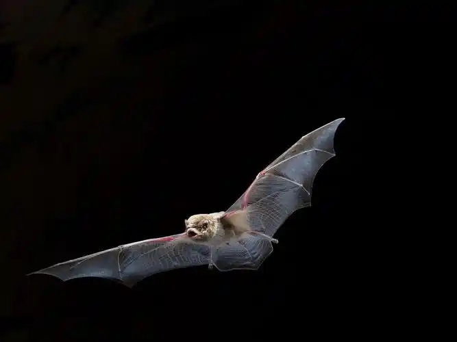 蝙蝠飞行,翅膀,黑色的背景 640x1136 iphone 5/5s/5c/se 壁纸,图片