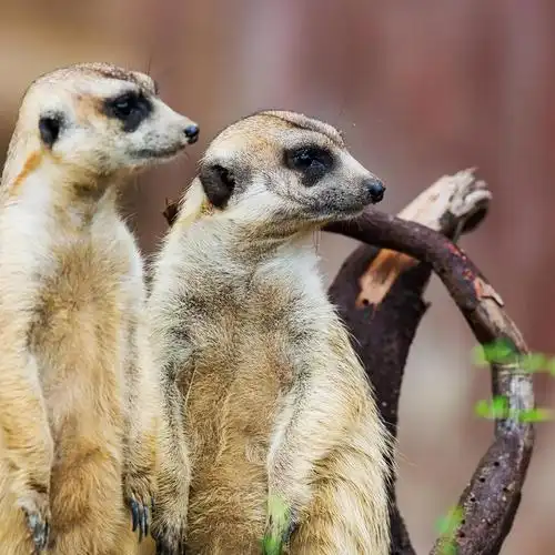 的20000种植物中,大约40%是该地区特有的,还有几十种严重濒危的动物