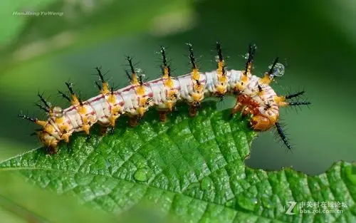 苎麻珍蝶幼虫