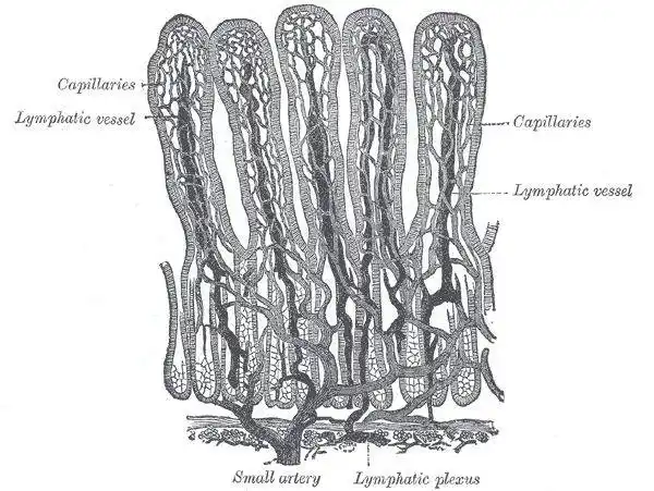 小肠中能够吸收乳糜微粒的淋巴结构,我们就把它叫做 乳糜管.
