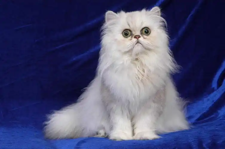 室内,白天,正面,宠物,猫,花纹,布,图案,波斯猫,布纹,注视,一只,蓝色