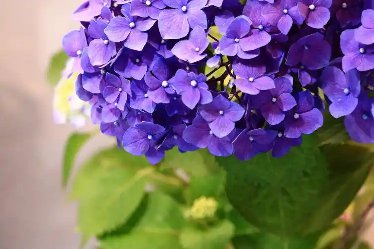 蓝紫色绣球花球