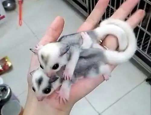 蜜袋鼯品种大全及图片极爱宠物网