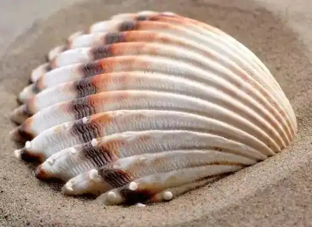 心理测试:选一个你喜欢的漂亮贝壳,测你最近有啥好运