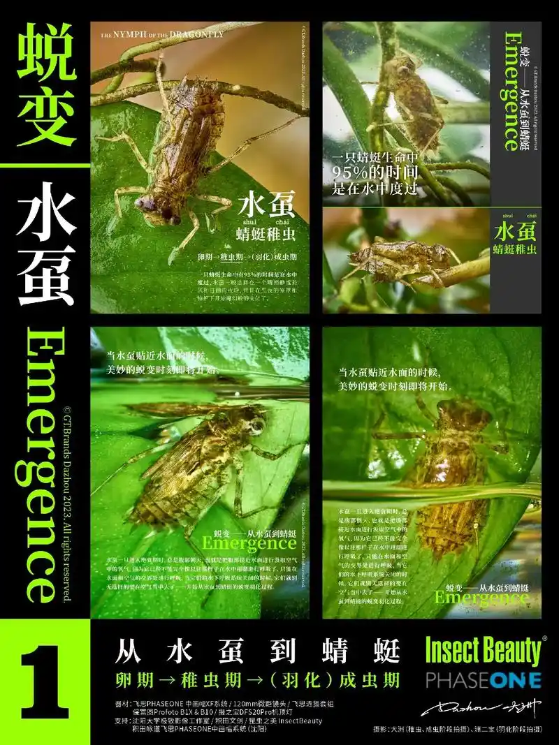 昆虫之美——蜕变,从水虿到蜻蜓.昆虫之美——蜕变,从水虿到蜻