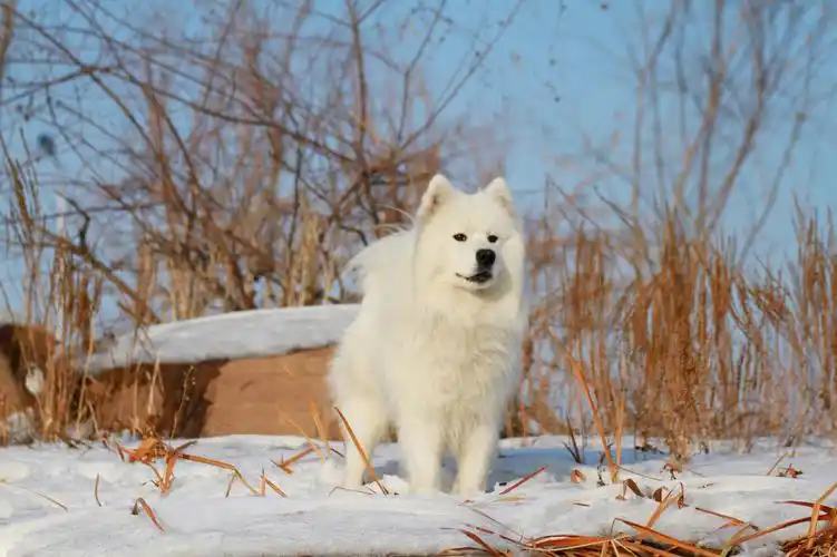 【图片9】白雪中的白色精灵--蜂鸟论坛照片套图