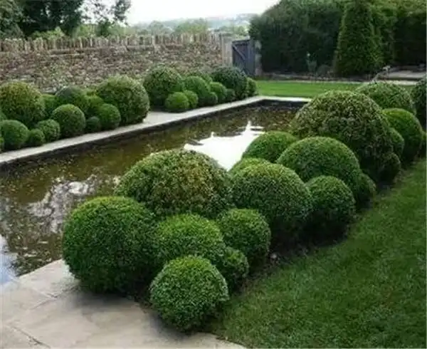 灌木有哪些(水生灌木有哪些)