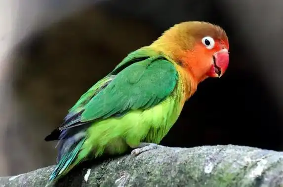 会说话的鹦鹉,会说话的鹦鹉哪种可以随便养,会说话的鹦鹉哪种可以随便