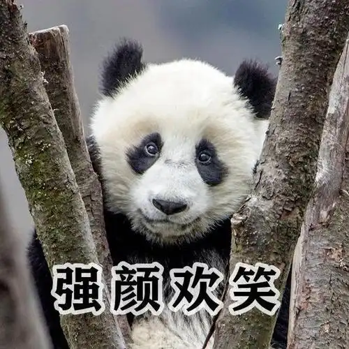 超萌萌!汶川熊猫表情包太可爱了,速收藏!