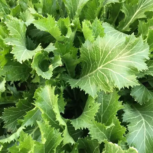 特价新鲜有机农产品蔬菜雪菜雪里蕻腌菜农家绿色江浙沪5斤包邮