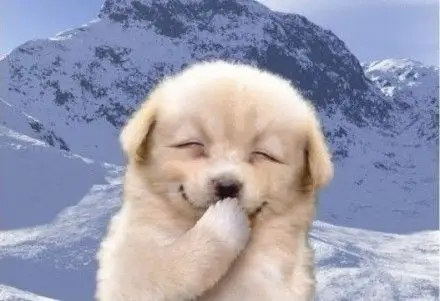 这波动物开心傻笑的图,家人们快收了吧