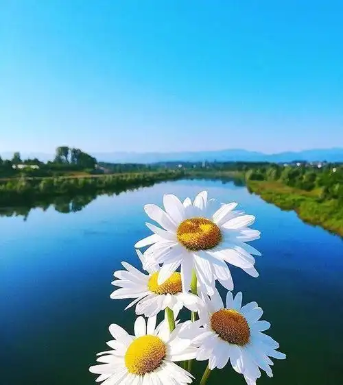 2021发朋友圈的早安心语极致暖心干净大气