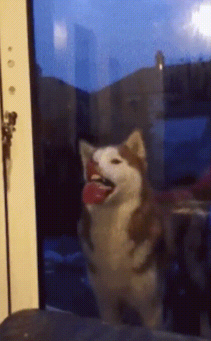 二哈搞笑厉害了萌宠gif动图_动态图_表情包下载_soogif