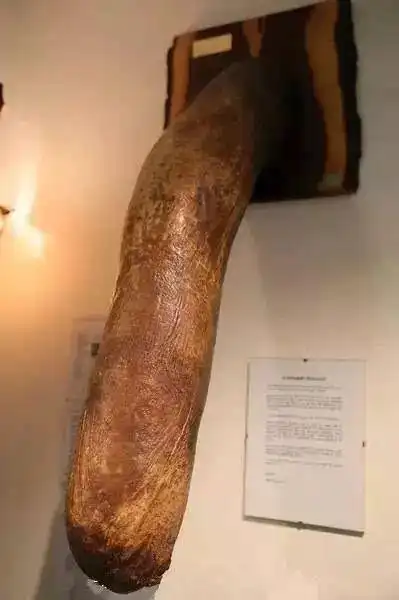 8 个残酷的动物冷知识,毛茸茸背后是无尽的杀戮和黄暴