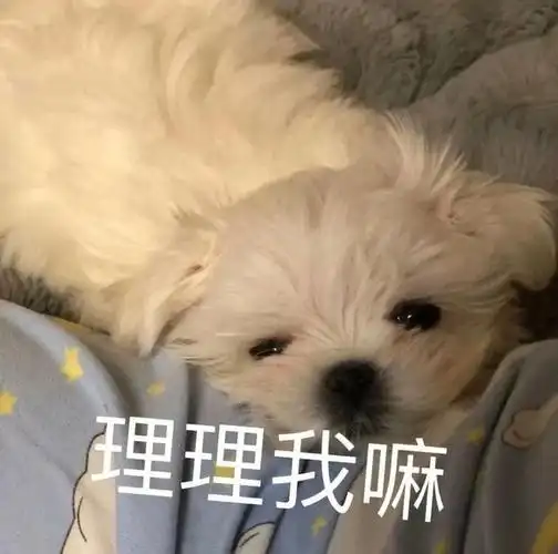 可爱撒娇情侣聊天表情包_网易订阅