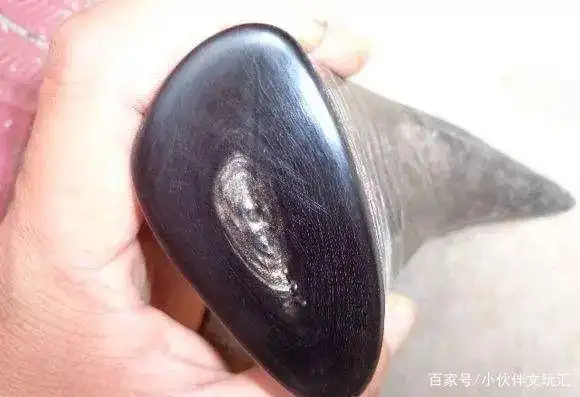 真假犀牛角的鉴别方法——犀角知识大全(中集)