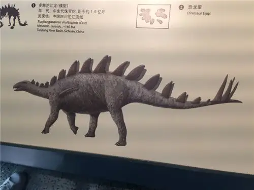 沱江龙,剑龙家族一员,中国产,好像就是背鳍比一般剑龙多一些,化石骨架