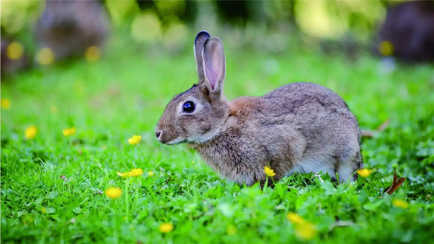 可爱的小兔子高清桌面壁纸-动物壁纸-壁纸下载-美桌网