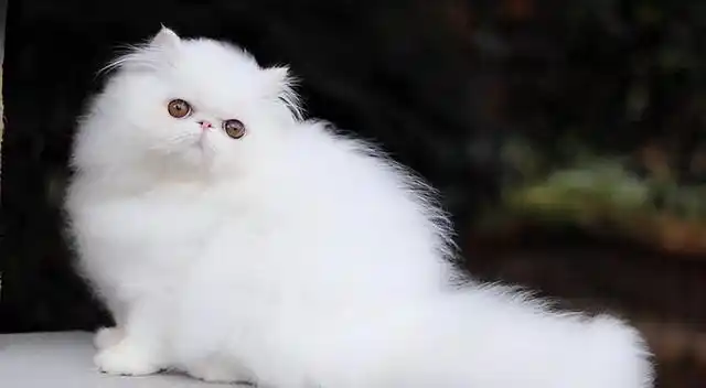 波斯猫"弃养率"高的原因,这几点很"招人烦"