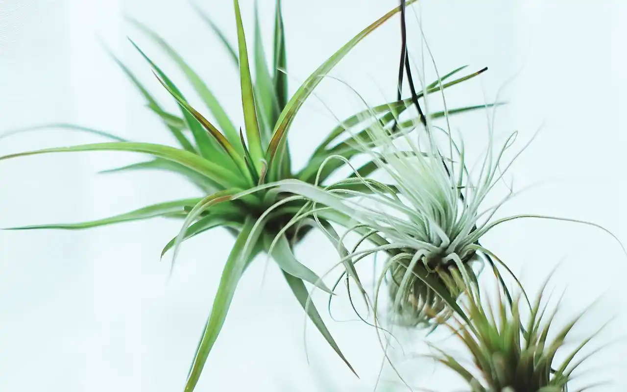 唯美小清新静物日系文艺高清桌面壁纸