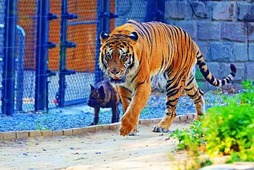 北京野生动物园拍摄的老虎和花豹 - 摄影师162977011005131 - 图虫