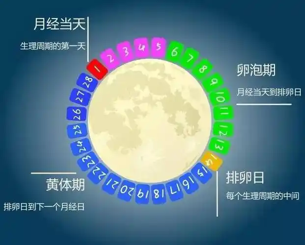 又是大姨妈,又是排卵期,女孩子健身怎么这么麻烦!   全文阅读