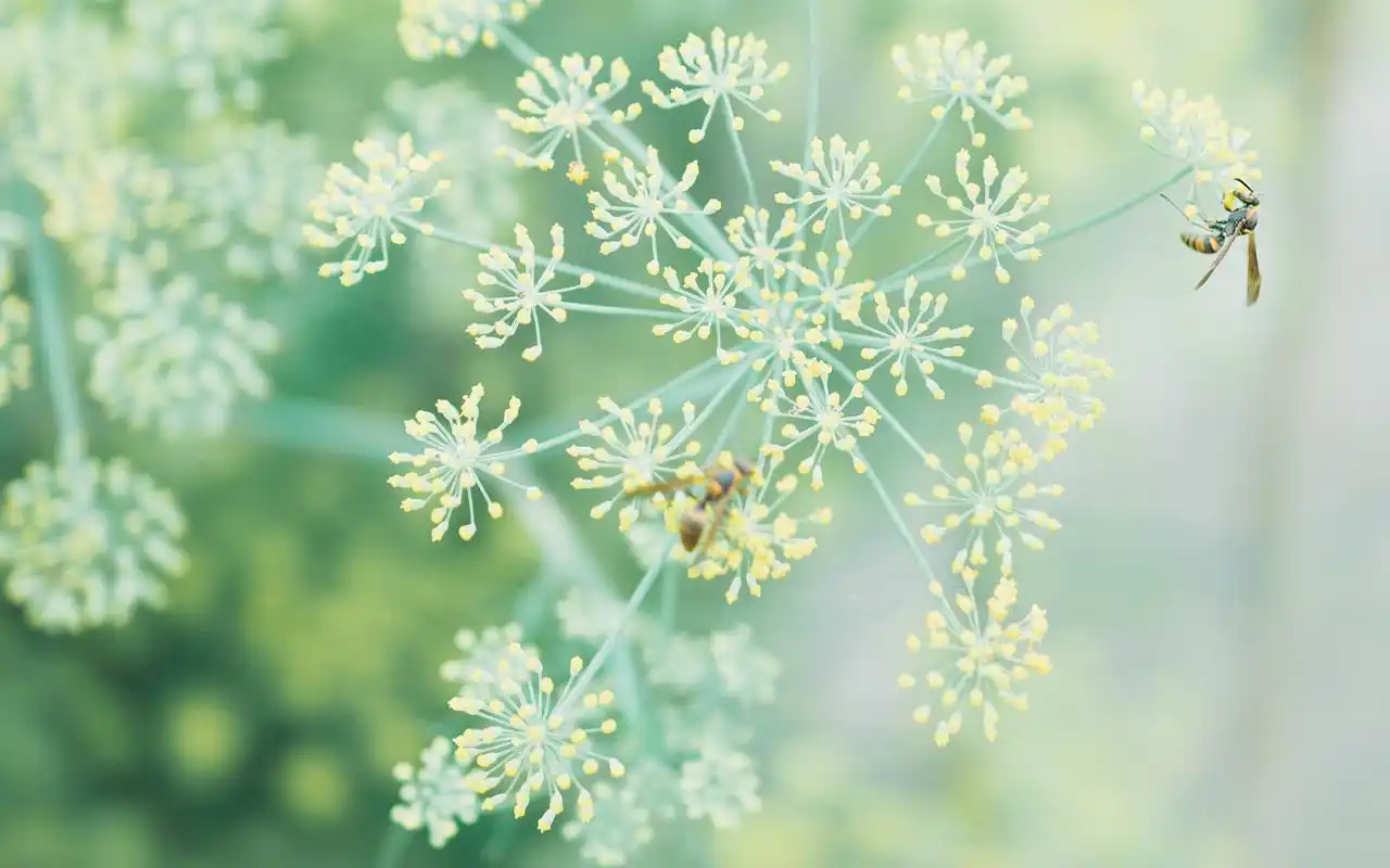 清护眼花卉植物高清电脑壁纸图片.好看的绿色系壁纸,护眼又清新,喜欢