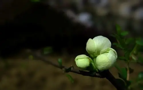 绿萼贴梗海棠花