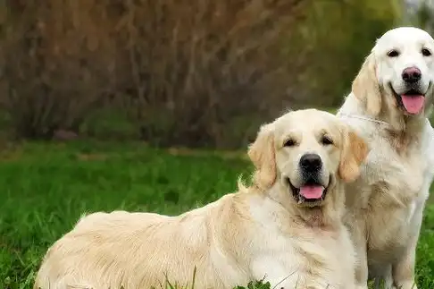 十大适合家养的狗狗!哪一只你的最爱?