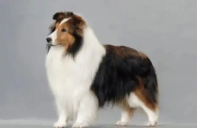 178个品种的宠物狗及其图片,你知道几个?_小狗情人